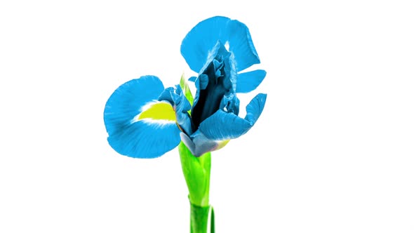 Timelapse of Growing Blue Iris Flower alt