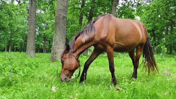 Brown horse grazing eating grass