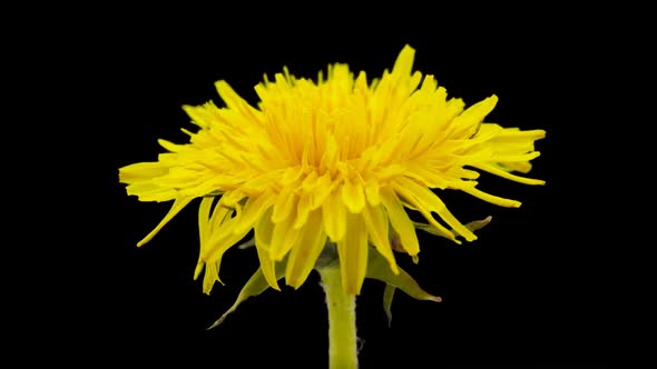 Dandelion Isolated 2 alt