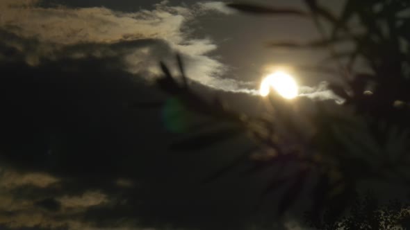 Contre-jour, Sun Shines Through the Tree Branch, alt