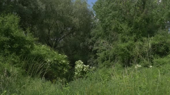 Grove Bushes Forest Lush Grass Grove Bushes Forest Lush Grass