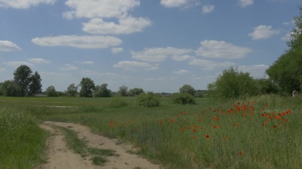 Dusty Road Through Green Field Red Poppies Dusty Road Through Green Field Red Poppies
