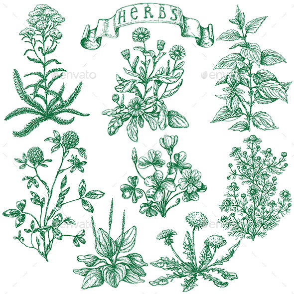 Herbs Set - Flowers & Plants Nature
