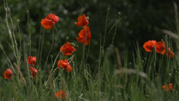 Red Poppies, Papaver, Flowers Field alt