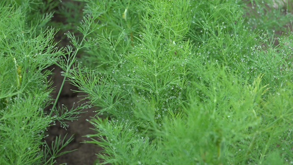 Dill Dill