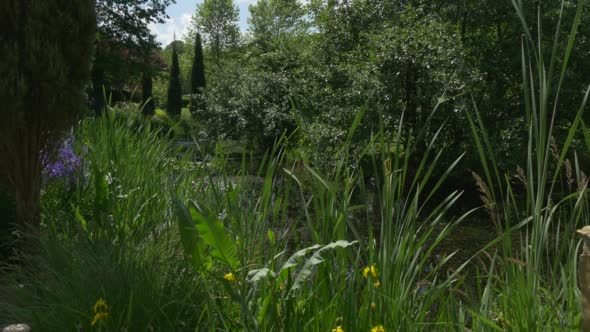Cypresses, Trees, Dandelion, Blue Flowers Nearby
