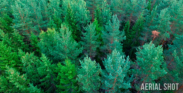 Forest, Aerial Shot alt