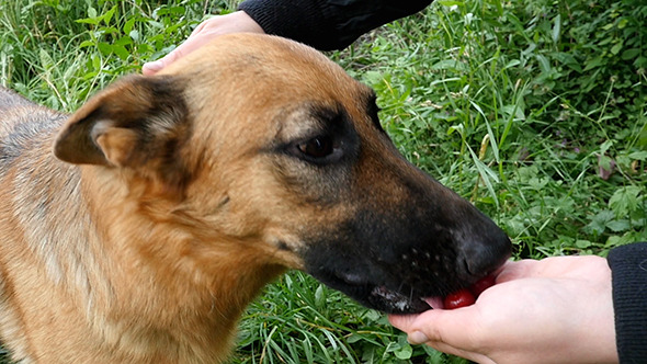 German Shepherd Eat Cherry Slow Motion German Shepherd Eat Cherry Slow Motion