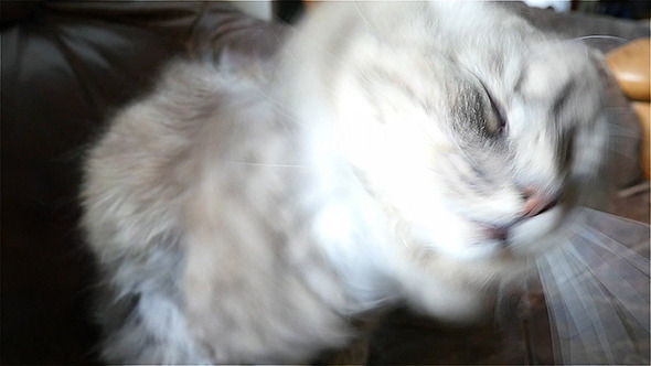 Cat Shaking His Head Slow Motion Cat Shaking His Head Slow Motion