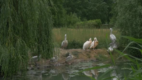 Group of Pelecanus  alt