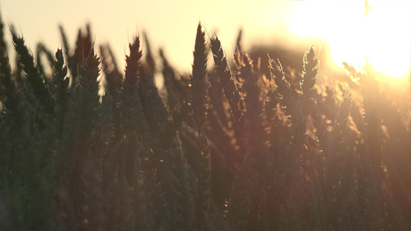 Wheat Field 4 Wheat Field 4