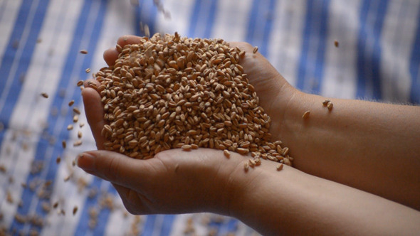 Wheat Grains Overflow Wheat Grains Overflow