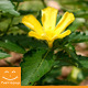 Yellow Flower - VideoHive Item for Sale