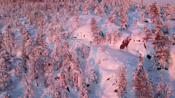 Aerial view of a forest in winter in Overtornea, Sweden. alt