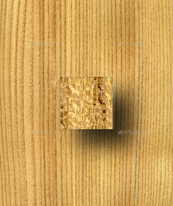 Elm Wood Texture - Wood Textures