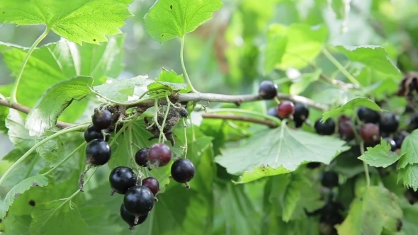 Black Currant Branch alt