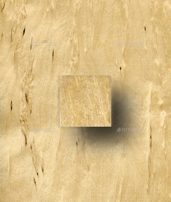 Masur Birch Wood Texture Masur Birch Wood Texture
