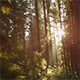 Northwest Forest - VideoHive Item for Sale