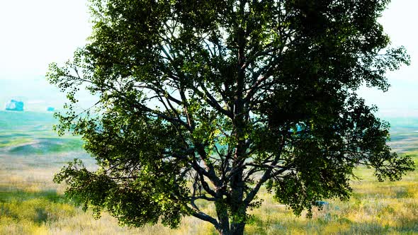 Iconic Oak Tree Casts a Long Shadow Into a Golden Hill alt