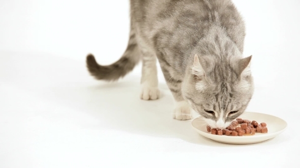 Meat Food For Cats, Stock Footage | VideoHive