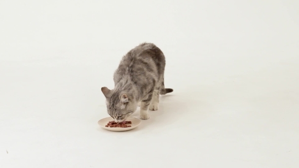 Tasty Food For The Cat Tasty Food For The Cat