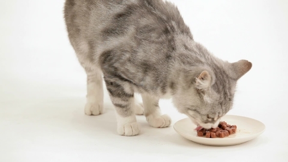 Cat Loves To Eat alt