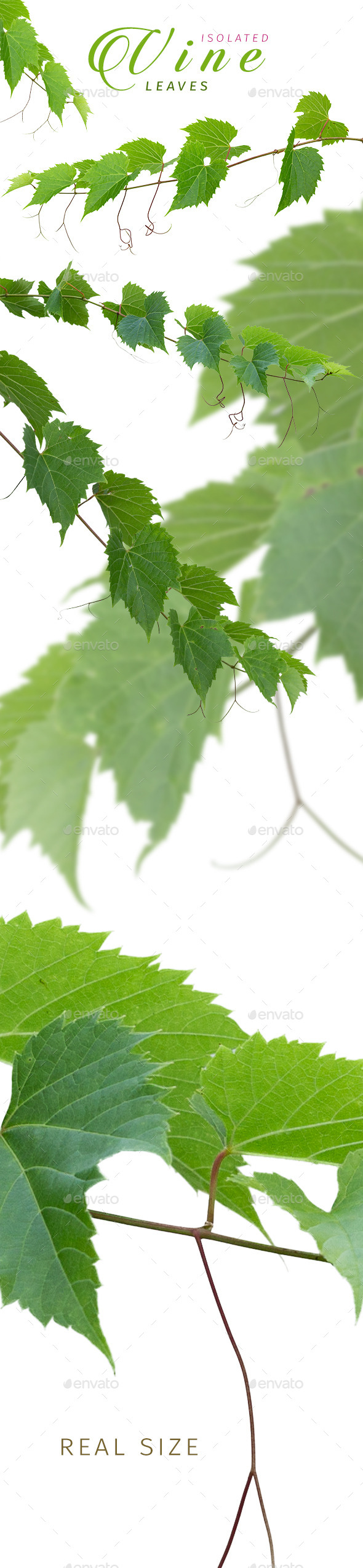 Isolated Vine Leaves - Nature & Animals Isolated Objects