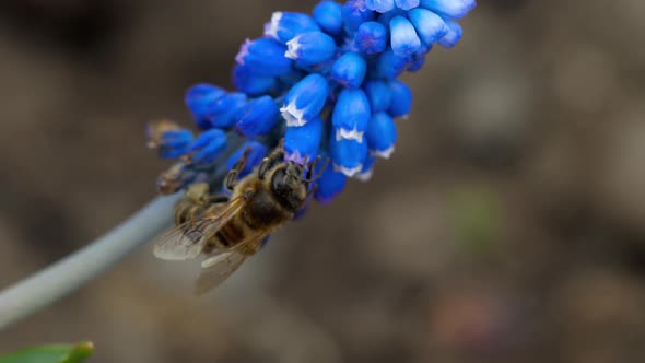Bee on the Muscari Flower alt