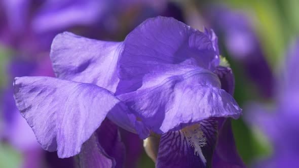 Violet Irise Blurred Flowers on