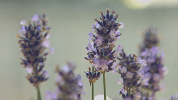 Purple Lavender Flowers