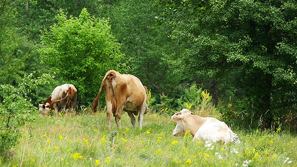 Cows Grazing On Green Summer Meadow Slow Motion Cows Grazing On Green Summer Meadow Slow Motion