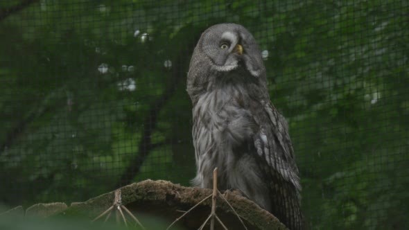 Great Grey Owl is Turning Head, Cage Grate alt