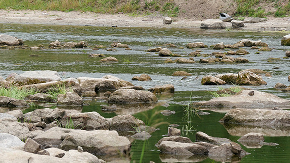 Landscape Of The River With Stones And Reeds Landscape Of The River With Stones And Reeds