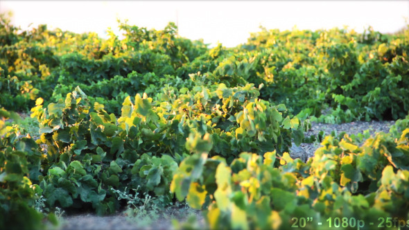 Wind on Green Vineyard