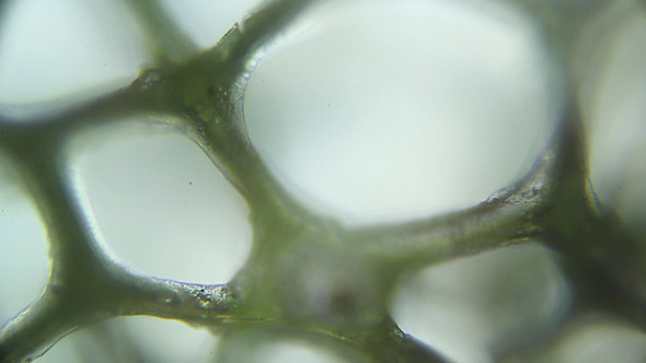 Microscopy: Journey to the Inside of a Sponge 004