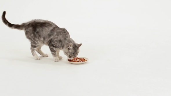Grey Tabby Cat Eats Dry Food Grey Tabby Cat Eats Dry Food