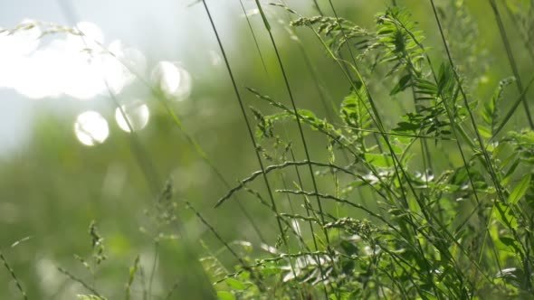 Flesh Lush Green Grass on the River Bank Flesh Lush Green Grass on the River Bank