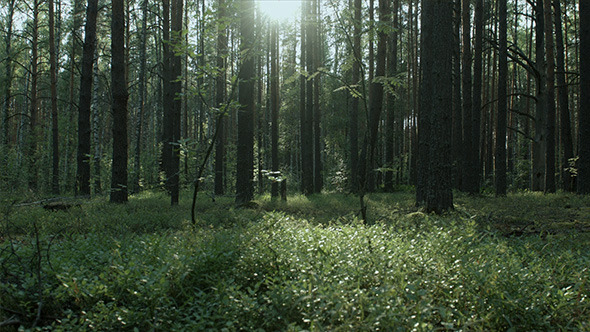 Deep Forest with Grass and Sun Deep Forest with Grass and Sun