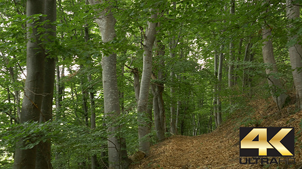 Path with Leaves in the Woods Path with Leaves in the Woods