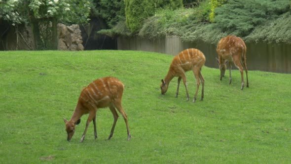 Doe Three Female Deers Are Grazing Doe Three Female Deers Are Grazing