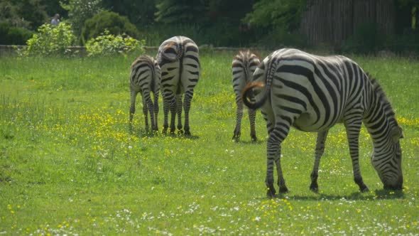 Four Zebras Through The Meadow, Walking Foreward, alt