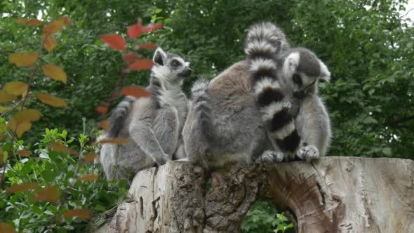 Group of Lemurs on The Stamp Embracing with Tails Group of Lemurs on The Stamp Embracing with Tails