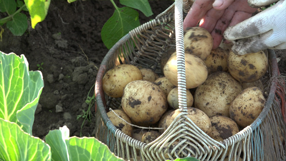 The Grandmother And Potatoes 5 The Grandmother And Potatoes 5