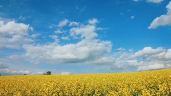 Yellow Rapes Flowers And Blue Sky With Yellow Rapes Flowers And Blue Sky With