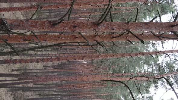 Vertical Video of Trees in a Pine Forest Slow Motion alt
