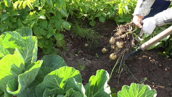 The Grandmother And Potatoes 7 alt