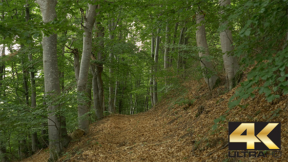 Trail in the Beech Forest Trail in the Beech Forest