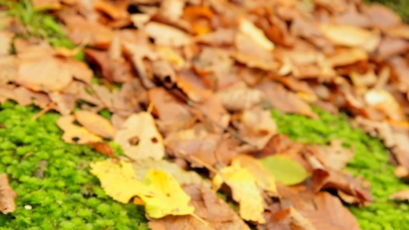 Autumn Season Autumn Season