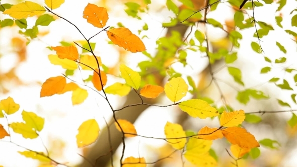 Autumn Leaves Autumn Leaves