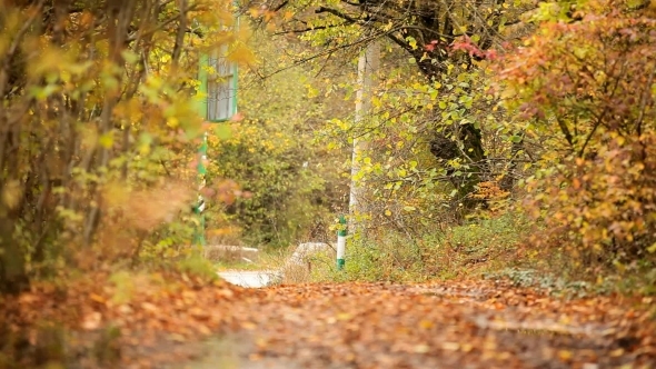 Autumn Forest To The Road alt